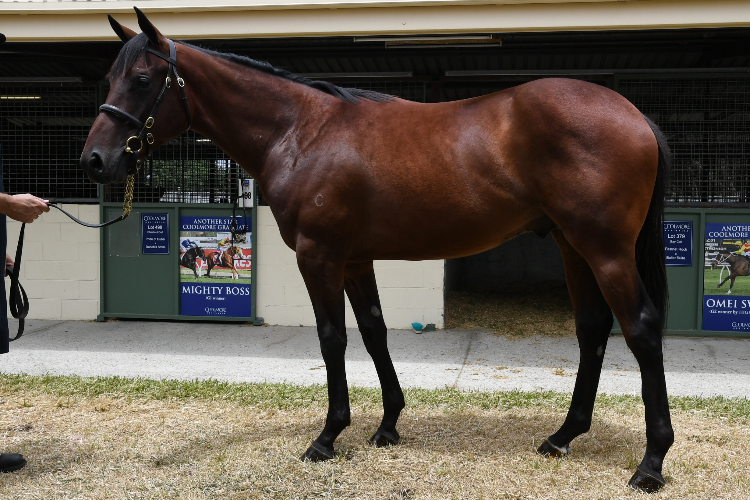 Fastnet Rock x Ballet Suite colt Fastnet Rock x Ballet Suite colt