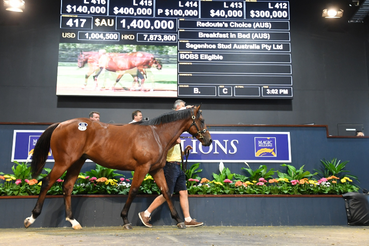Redoute's Choice x Breakfast In Bed Colt Redoute's Choice x Breakfast In Bed Colt