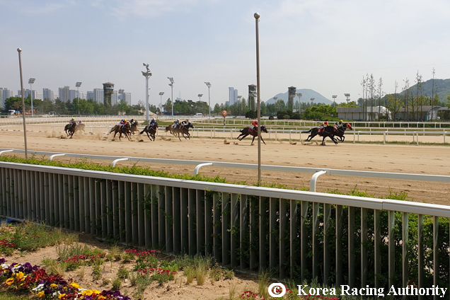 Racecourse : Seoul
