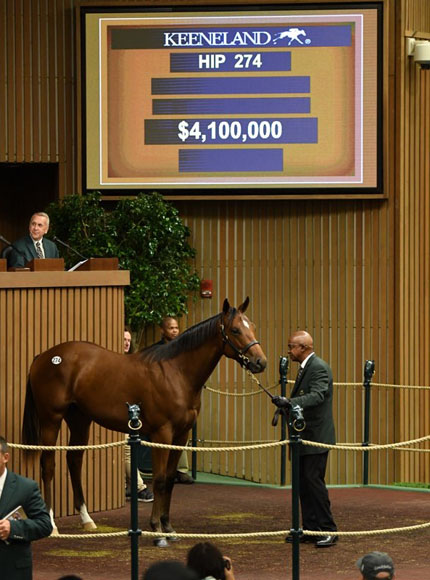 「跳跃」与「机灵骏马」育种下的小公马在九月周岁马拍卖会中（Keeneland’s September Yearling Sale）以410万美元成交