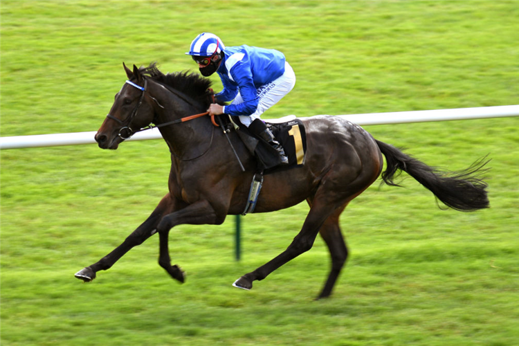 AL AASY winning the Betway Novice Stakes in Newmarket, England.