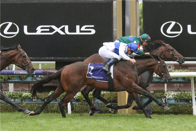 Catalyst (outer) tries hard but has to bow to Alligator Blood at Flemington.