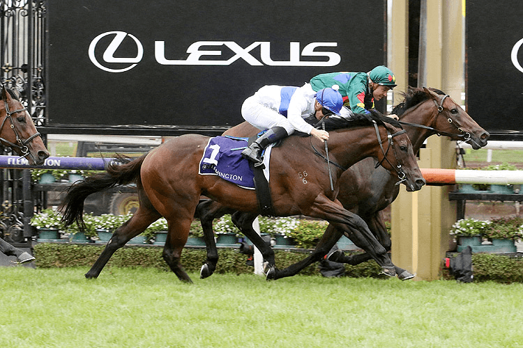 ALLIGATOR BLOOD winning the C S Hayes Stakes