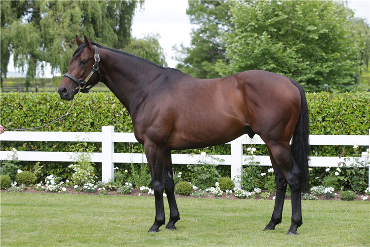 Cambridge Stud stallion Almanzor, who is represented by 50 yearlings from his first crop at Karaka 2021<br />