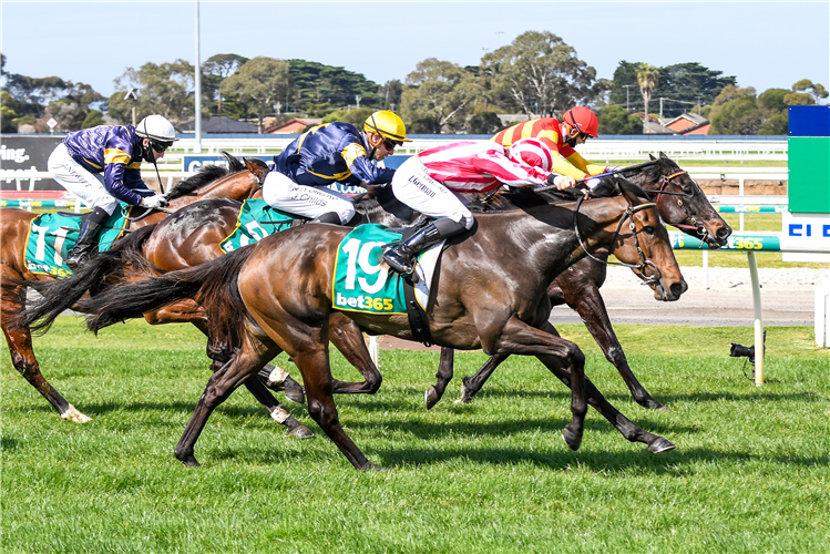 ALOVELYBROWNHORSE winning the DMB Contracting Maiden Plate in Geelong, Australia. 