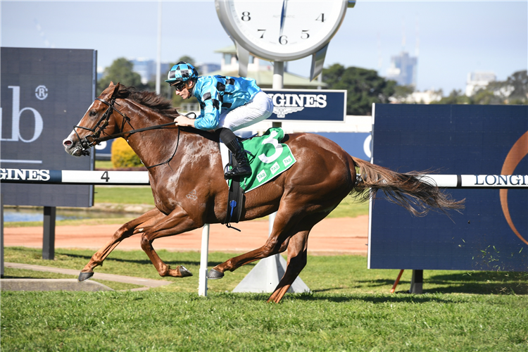 ANDERS winning the Tab San Domenico Stakes.