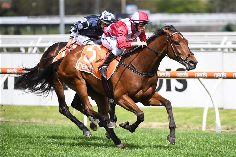 ARCADIA QUEEN winning the Neds Stakes.