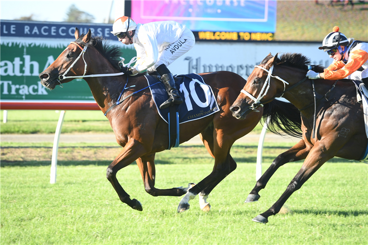 ASHARANI winning the Prov Championships Gosford Qualifier.