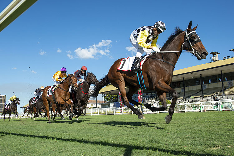 BALLISTIC BOY winning the 7 Racing Rough Habit Plate