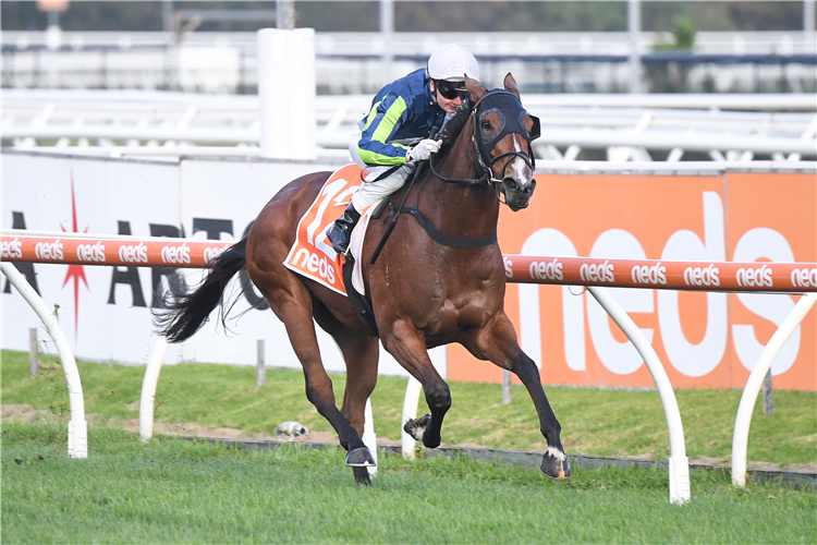 BAM'S ON FIRE winning the Elvis Thurgood 40th Anniversary Cup in Caulfield, Australia.