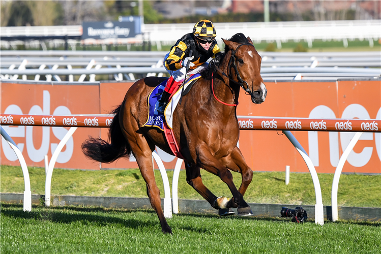 BEHEMOTH winning the Magic Millions Memsie Stakes (G1).