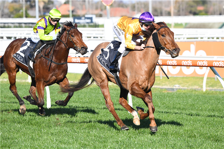 BELLA NIPOTINA winning the Beck Probuild Quezette Stakes.