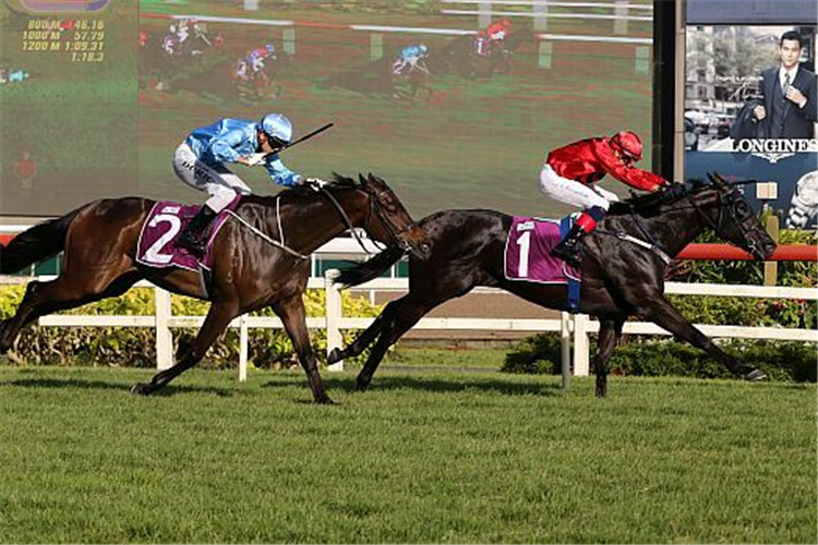 Bold Thruster and Louis-Philippe Beuzelin at their only pairing when they won the Group 3 Silver Bowl on February 29, defeating stablemate Top Knight (Vlad Duric)