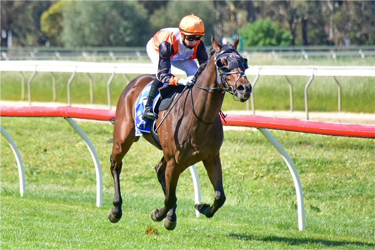 BOMBER'S KISS winning the TAC Be Races Ready Maiden Plate in Tatura, Australia. 