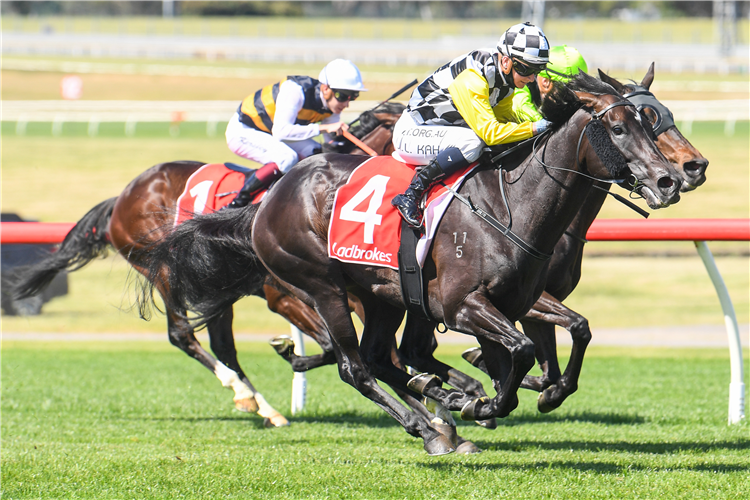 CARIF winning the Ladbrokes Sandown Cup.