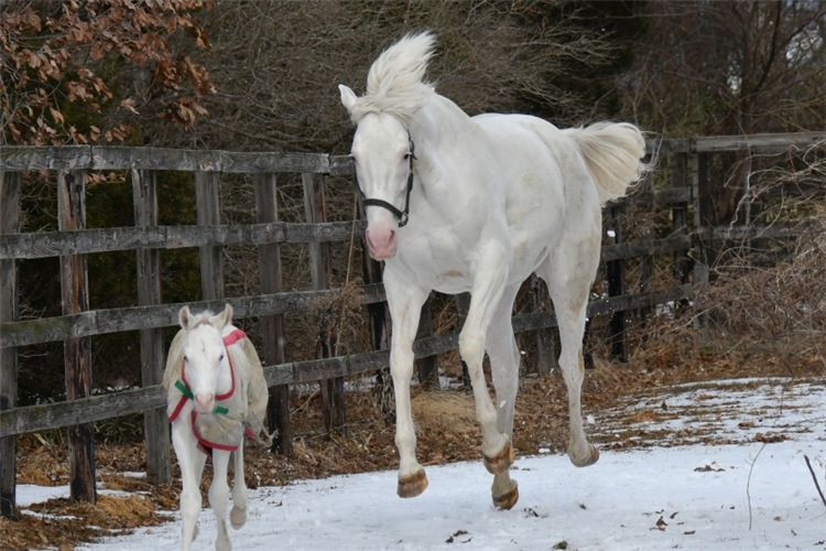 Casta Diva and Gold Ship filly