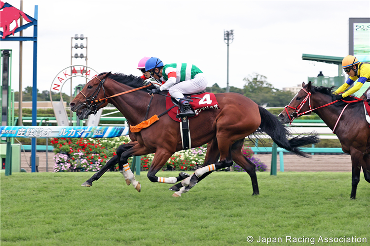 CENTELLEO winning the Sankei Sho All Comers at Nakayama in Japan.