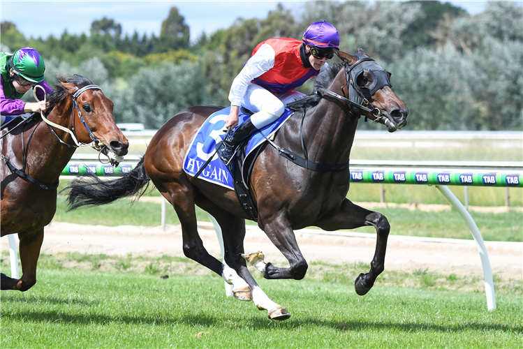 CREDENZA winning the Hygain Maiden Plate in Kyneton, Australia.