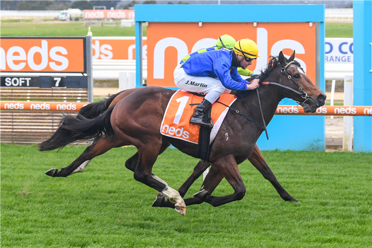 CRESTANI winning the Douglas Wong Plate in Mornington, Australia.