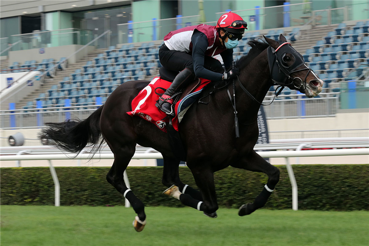 DANON PREMIUM during track work session on the Sha Tin turf.