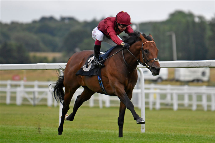 DARAIN winning the Oakley Coachbuilders Super Sport Novices Stakes (Div.ll) in Newbury, England.