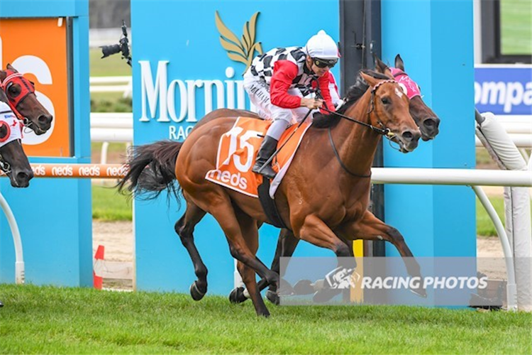 DIAMOND EFFORT winning the Hareeba Stakes.