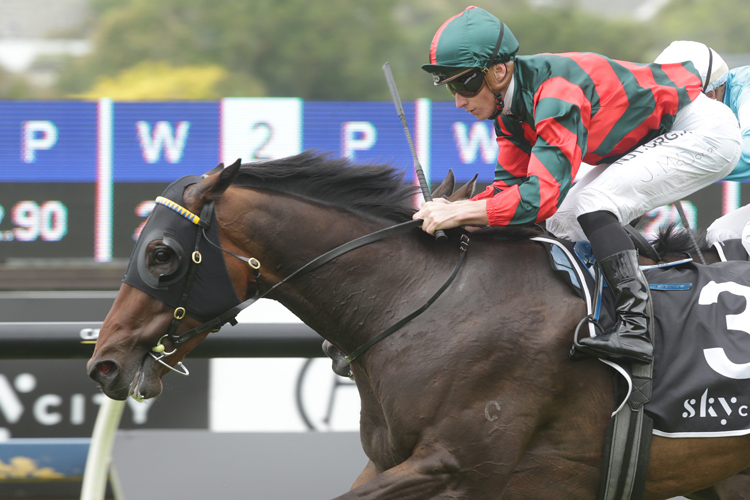 Impressive three-year-old Dragon Leap has been withdrawn from the Gr.2 Legacy Lodge Waikato Guineas (2000m) at Te Rapa<br />