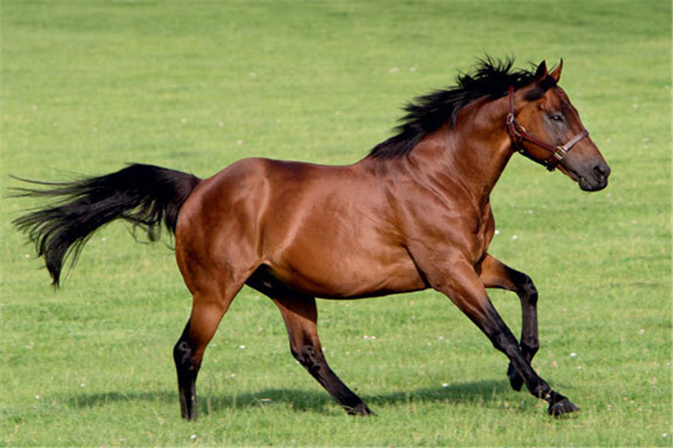 Dubawi.