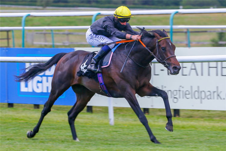 ENGLISH KING winning the Betsafe Derby Trial Stakes at Lingfield Park in Lingfield, England.