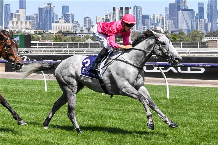 FABERGINO winning the Living Legends Sprint at Flemington in Australia.