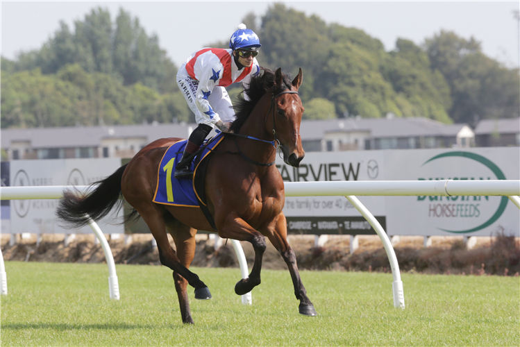 The Danica Guy-trained Germanicus resumes in Saturday’s Gr.1 Tarzino Trophy (1400m) at Hastings