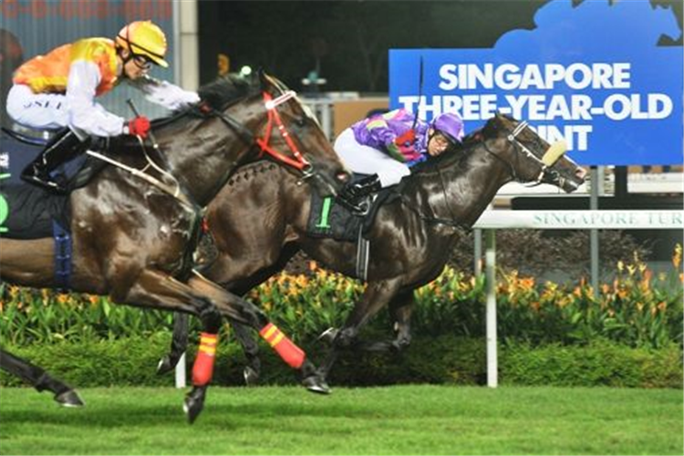 GINGERBREAD MAN winning the SINGAPORE THREE YEAR OLD SPRINT