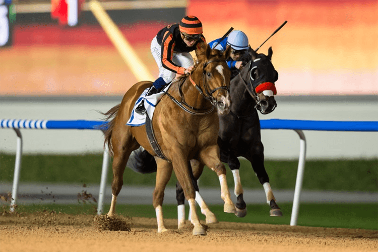 GLADIATOR KING winning the Al Shindagha Sprint Sponsored By DP World UAE Region