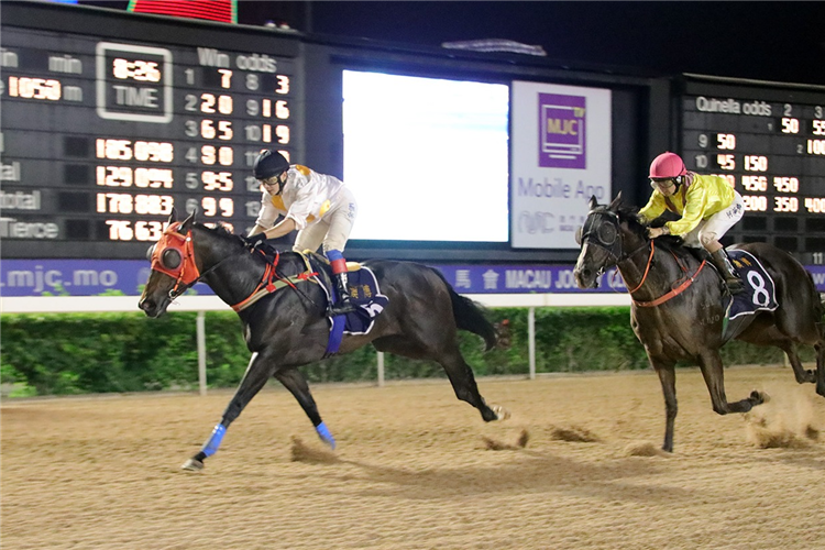 GOLDEN CONQUEROR winning the THE CHRISTCHURCH