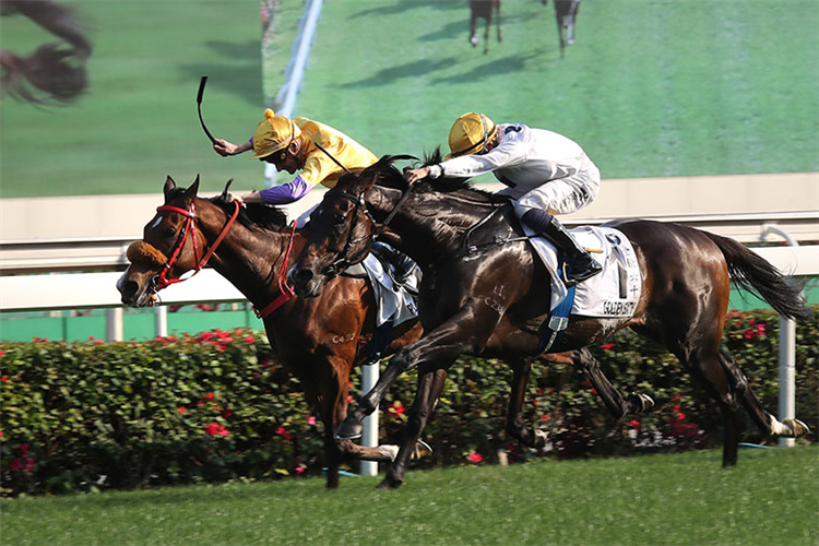 GOLDEN SIXTY winning the Hong Kong Derby.