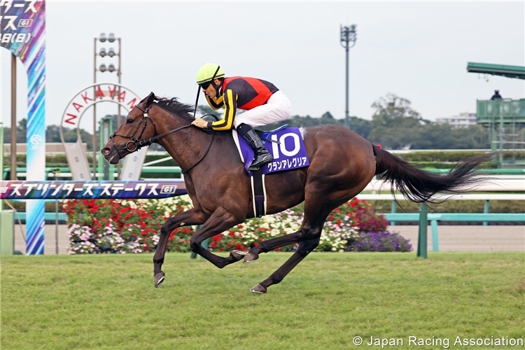 GRAN ALEGRIA winning the Sprinters Stakes at Nakayama in Japan.