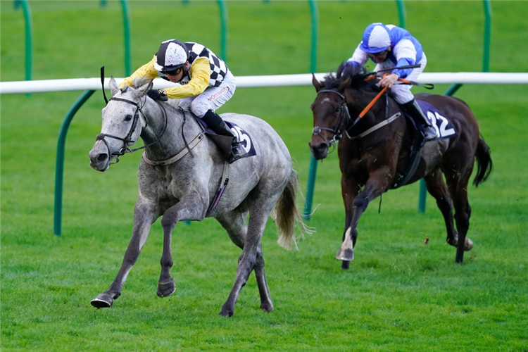 GREAT WHITE SHARK winning the Together For Racing International Cesarewitch Handicap at Newmarket in England.
