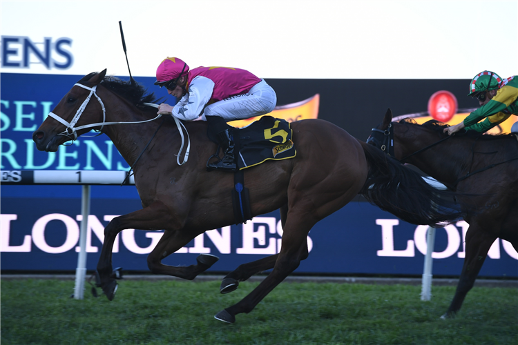 HAUT BRION HER winning the Schweppes Sheraco Stakes at Rosehill in Australia.