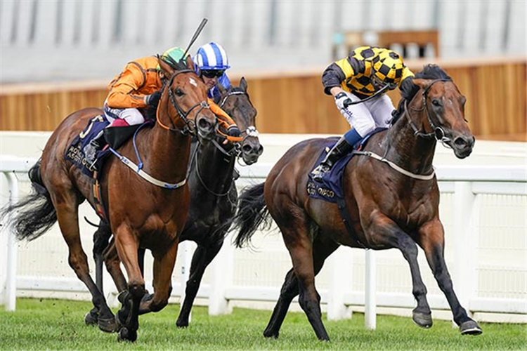 HELLO YOUMZAIN (R) winning the Diamond Jubilee Stakes at Ascot in England.