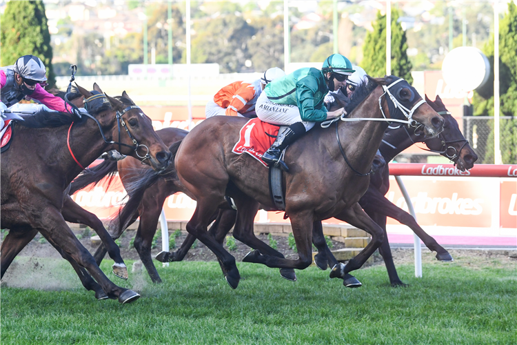 HUMIDOR winning the Ladbrokes Feehan Stakes.