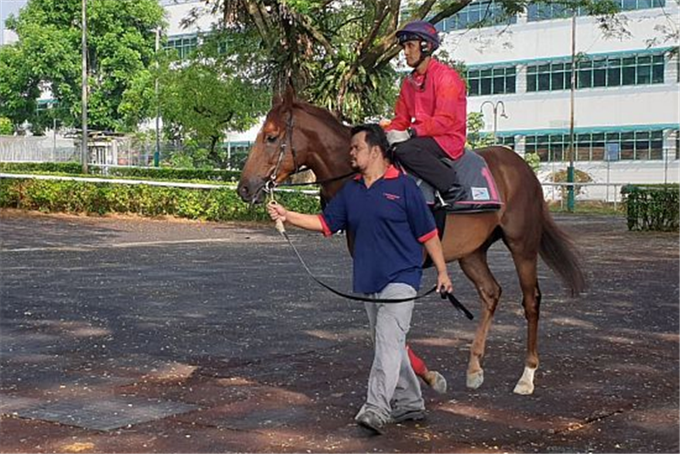 I'm Incredible (Matthew Kellady) at the barrier trials on Tuesday morning (photo by Nick Selvan).