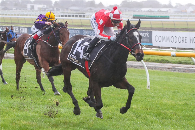 Impecunious has the situation well under control as she heads to a comfortable victory at Riccarton