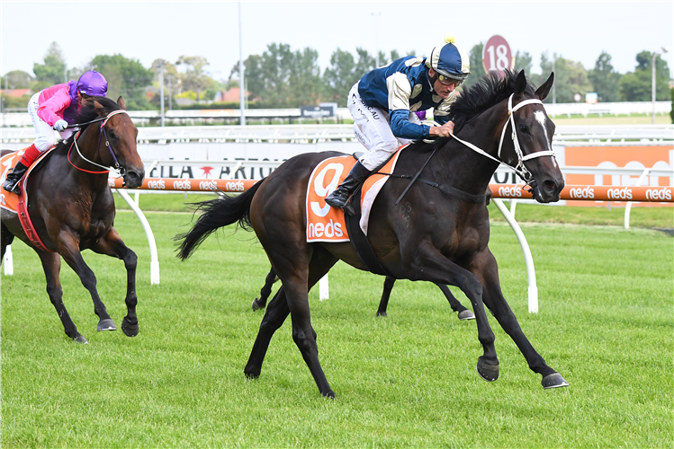 IMPECUNIOUS winning the Neds Same Race Multi Handicap in Caulfield, Australia.