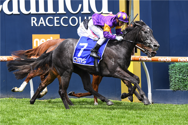 INCREDULOUS DREAM winning the Qms Media Plate at Caulfield in Australia.