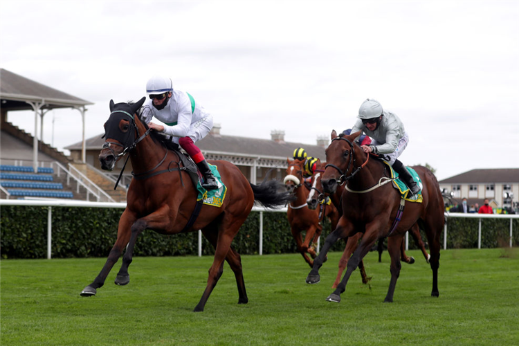 INDIGO GIRL winning the May Hill Stakes at Doncaster in England.