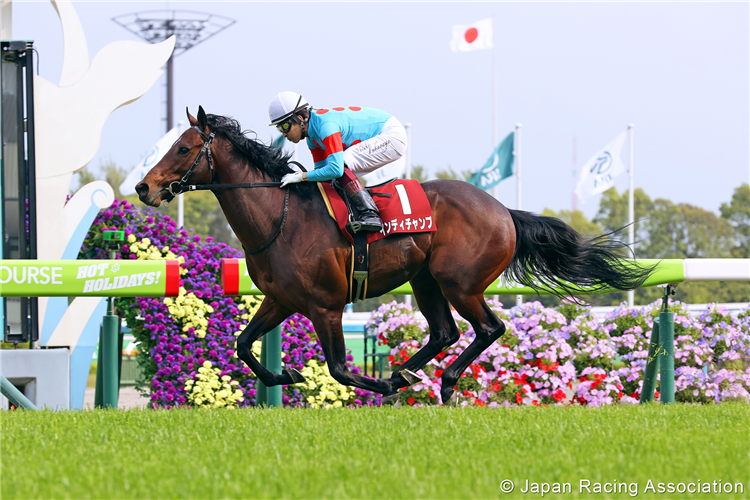 INDY CHAMP winning the Yomiuri Milers Cup at Kyoto in Japan.