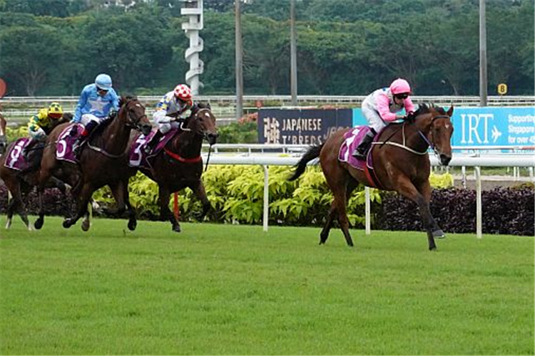 INFERNO winning the SINGAPORE GUINEAS GROUP 1