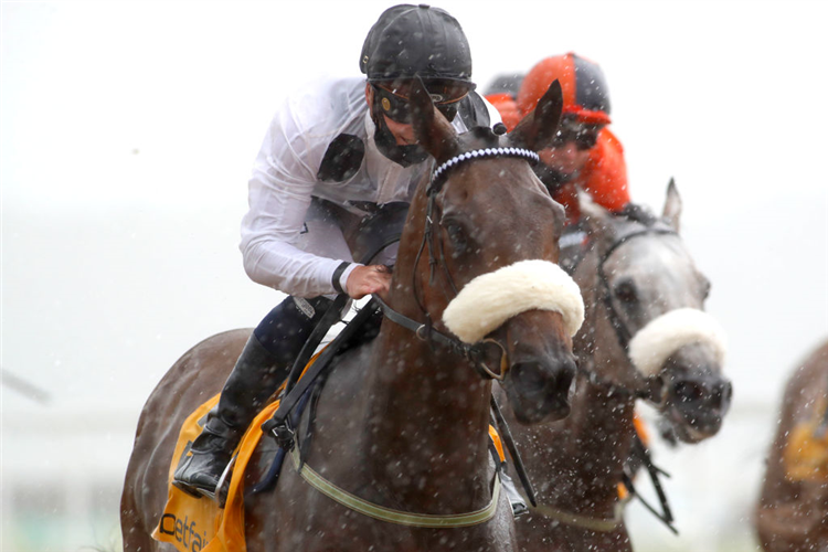 JUDICIAL winning the Betfair Backs Racing Welfair Chipchase Stakes in Newcastle, England.