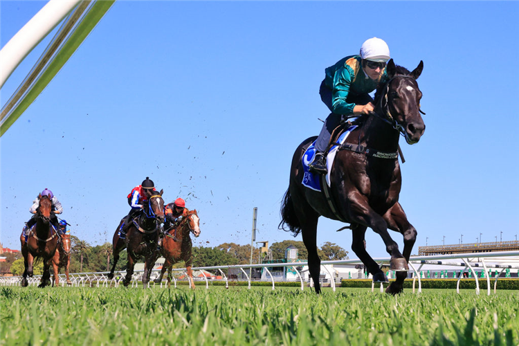 KALASHNIKOV winning the heat 2 during the barrier trials at Royal Randwick in Sydney, Australia.