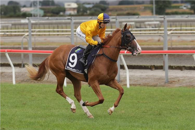 Kelly Renee will contest the SVS 3YO 1200 at Te Rapa on Thursday.